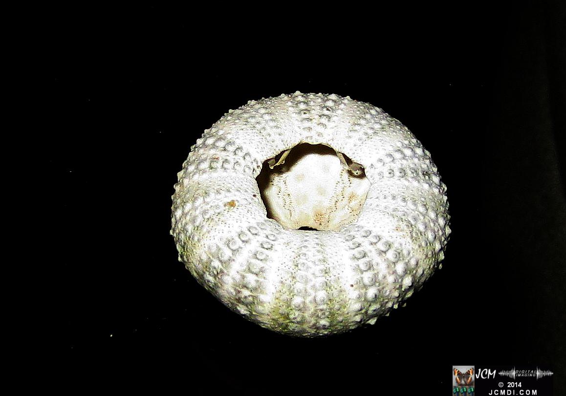 Sea Urchin shell from Anacapa Island California